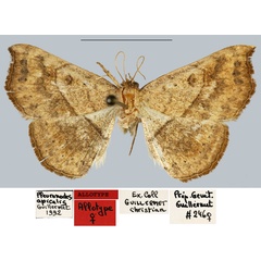 /filer/webapps/moths/media/images/A/apicalis_Pleuronodes_AT_MNHN.jpg