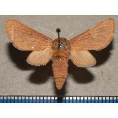 /filer/webapps/moths/media/images/D/didyma_Metarctia_A_Goff.jpg