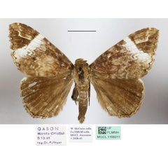 /filer/webapps/moths/media/images/V/versicolor_Tolna_A_MGCLa_01.JPG