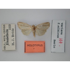 /filer/webapps/moths/media/images/A/albicans_Micraxylia_HT_RMCA.jpg