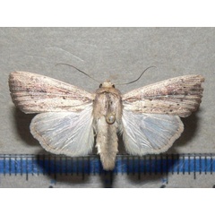 /filer/webapps/moths/media/images/P/phaea_Leucania_A_Goff.jpg