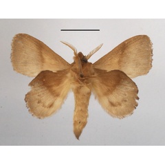 /filer/webapps/moths/media/images/M/marginepunctata_Leipoxais_AM_MGCLb_02.JPG