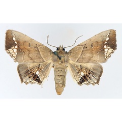 /filer/webapps/moths/media/images/L/leucotessellis_Episparis_AF_TMSA_02.jpg