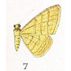 /filer/webapps/moths/media/images/A/auranticollis_Heterostegane_HT_Prout_1-7.jpg