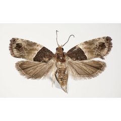 /filer/webapps/moths/media/images/O/orthacta_Neaspasia_AF_RMCA.jpg