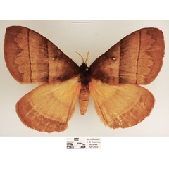 /filer/webapps/moths/media/images/I/indecisa_Hoplojana_AF_TMSA_01.jpg