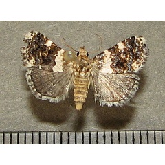 /filer/webapps/moths/media/images/A/aethiops_Eulocastra_A_Goff_01.jpg