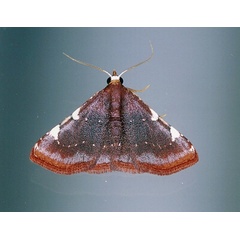 /filer/webapps/moths/media/images/P/porphyrana_Corgatha_A_Roland_01.jpg