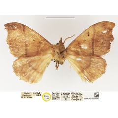 /filer/webapps/moths/media/images/P/phaula_Odontopacha_PTF_NHMUK_02.jpg