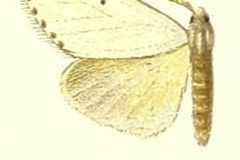 Lacipa pseudolacipa