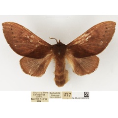 /filer/webapps/moths/media/images/P/punctipennis_Pseudometa_AF_NHMUK.jpg
