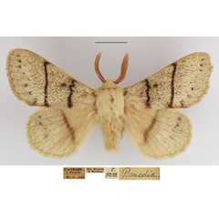 /filer/webapps/moths/media/images/M/media_Philotherma_AM_TMSA_02.jpg