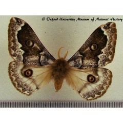 /filer/webapps/moths/media/images/T/terpsichore_Usta_AM_OUMNH_02.jpg