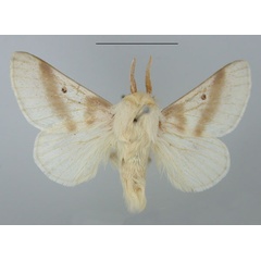 /filer/webapps/moths/media/images/B/bifascia_Bombycomorpha_AM_TMSA.jpg