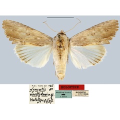 /filer/webapps/moths/media/images/V/voeltzkowi_Lyncestis_HT_MNHN.jpg