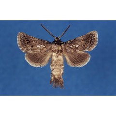 /filer/webapps/moths/media/images/K/kruegeri_Arbelodes_HT_ZMHB.jpg