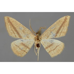 /filer/webapps/moths/media/images/A/acuta_Traminda_A_ZSM_01.jpg