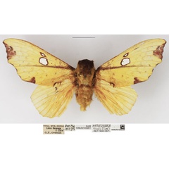 /filer/webapps/moths/media/images/R/regalis_Megatrabala_AM_NHMUK.jpg