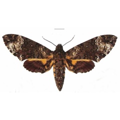 /filer/webapps/moths/media/images/F/fulvinotata_Coelonia_AF_EMEM.jpg