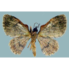 /filer/webapps/moths/media/images/T/tumefacta_Chloroclystis_AM_ZSMb.jpg