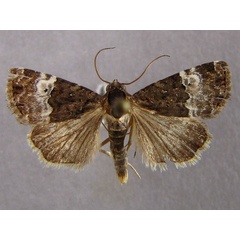 /filer/webapps/moths/media/images/D/decissima_Eustrotia_AM_Baron_01.jpg