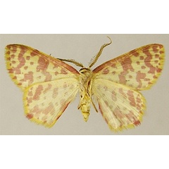 /filer/webapps/moths/media/images/A/anthocroca_Chrysocraspeda_AM_ZSMb.jpg