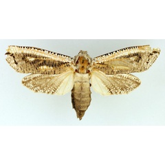 /filer/webapps/moths/media/images/I/inclusa_Azygophleps_AF_TMSA.jpg