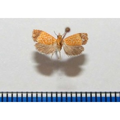 /filer/webapps/moths/media/images/K/koenigiana_Loboschiza_A_Goff_01.jpg