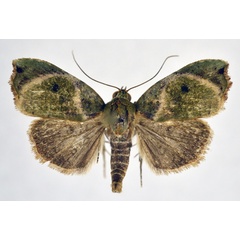 /filer/webapps/moths/media/images/C/chloropera_Acripia_AM_NHMO.jpg