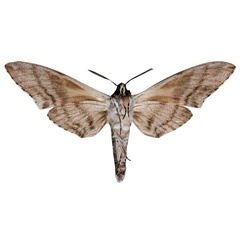 /filer/webapps/moths/media/images/H/haileselassiei_Macropoliana_HT_SMCRb.jpg