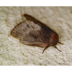/filer/webapps/moths/media/images/A/affinis_Anadiasa_A_Roland_01.jpg