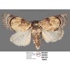 /filer/webapps/moths/media/images/S/sahelica_Paracroria_HT_Mueller.jpg