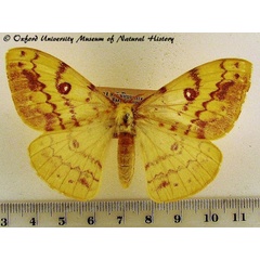 /filer/webapps/moths/media/images/H/hanningtoni_Tagoropsis_A_OUMNH.jpg