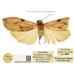 /filer/webapps/moths/media/images/T/tryphosa_Phryganopsis_PTM_NHMUK.jpg