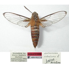 /filer/webapps/moths/media/images/R/rufescens_Cephonodes_HT_MNHN.jpg
