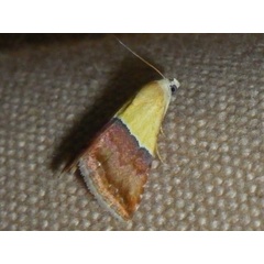 /filer/webapps/moths/media/images/C/caffrorum_Eublemma_A_Liebenberg.jpg