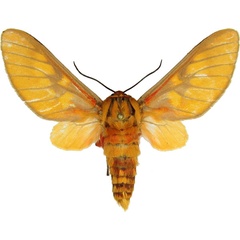 /filer/webapps/moths/media/images/C/caeruleifascia_Balacra_AM_MCJM.jpg