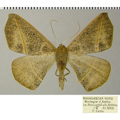 /filer/webapps/moths/media/images/S/scardamyctes_Psilocerea_AF_ZSM.jpg