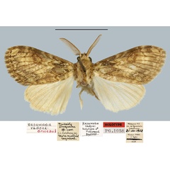 /filer/webapps/moths/media/images/V/vadoni_Radamaria_HT_MNHN.jpg