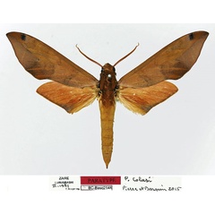 /filer/webapps/moths/media/images/C/colasi_Phylloxiphia_AT_Basquin_01.jpg