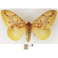 /filer/webapps/moths/media/images/C/citrina_Lechriolepis_AF_NHMUK_02.jpg