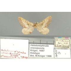 /filer/webapps/moths/media/images/C/crassipuncta_Hebdpomophruda_HT_TMSA.jpg