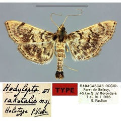 /filer/webapps/moths/media/images/R/rakotalis_Hedylepta_HT_MNHN.jpg