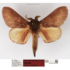 /filer/webapps/moths/media/images/H/heterochroma_Stoermeriana_PTM_NHMUK_01.jpg