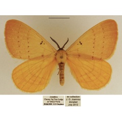 /filer/webapps/moths/media/images/B/bimaculata_Catajana_AM_TMSA_02.jpg