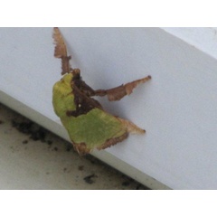 /filer/webapps/moths/media/images/U/urda_Latoia_A_Stanton.jpg