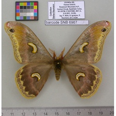 /filer/webapps/moths/media/images/R/ruwenzoriensis_Epiphora_PTM_MfNa.jpg