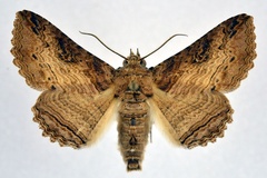 Pericyma mendax