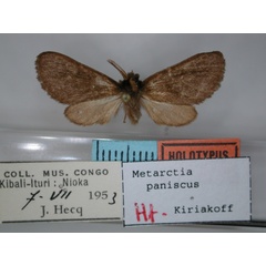 /filer/webapps/moths/media/images/P/paniscus_Metarctia_HT_RMCA_01.jpg