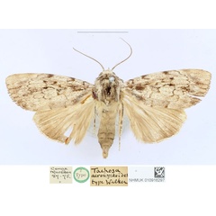 /filer/webapps/moths/media/images/A/acronyctoides_Tachosa_HT_BMNH_E3FrnlU.jpg